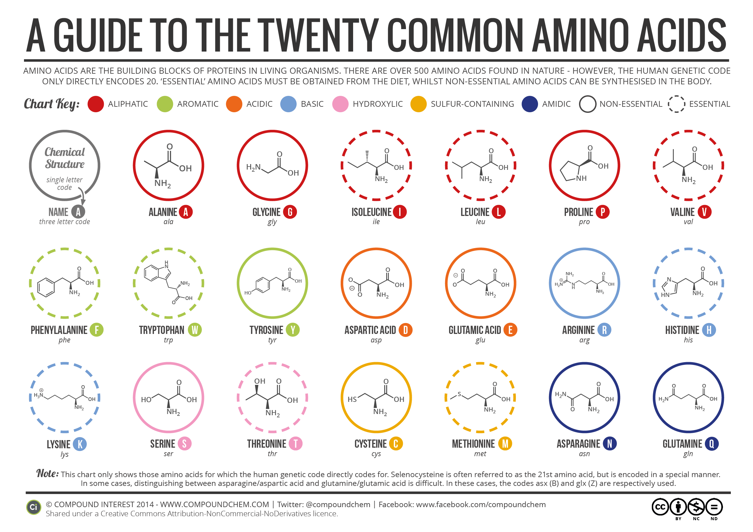 Amino Acid Benefits Chart